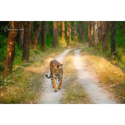 Pench National Park 2N/3D